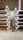 Layher Rollgerüst P2 Uni Breit Arbeitshöhe 4,20 m L 2,85 m B 1,50 m